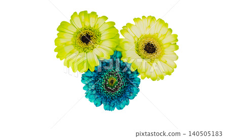 Blue and yellow gerbera flower set (two colors), suitable for macro photography, transparent background, cutout material. Blue and yellow gerbera flower set (two colors), suitable for macro photography, transparent background, cutout material. 140505183