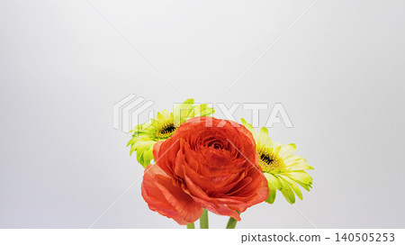 Red ranunculus and yellow gerbera flowers, white background, macro photography, copy space, flower material. Red ranunculus and yellow gerbera flowers, white background, macro photography, copy space, flower material. 140505253