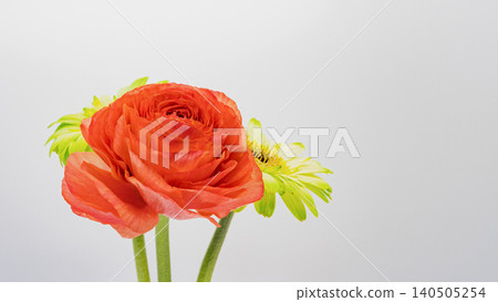紅色毛茛和黃色非洲菊,白色背景,微距攝影,留白,花材。 紅色毛茛和黃色非洲菊,白色背景,微距攝影,留白,花材。 140505254