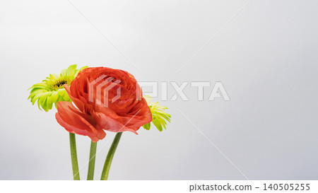 紅色毛茛和黃色非洲菊,白色背景,微距攝影,留白,花材。 紅色毛茛和黃色非洲菊,白色背景,微距攝影,留白,花材。 140505255