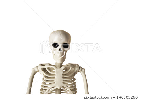Realistic Human Skeleton Model Displaying Anatomical Structure and Bone Composition Clearly 140505260