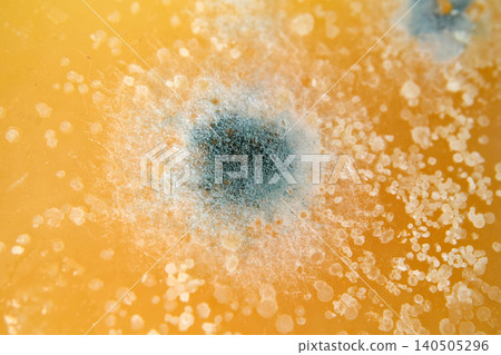 Macro Photography of Mold Spot on Hard Cheese Macro Photography of Mold Spot on Hard Cheese 140505296