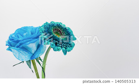 Blue roses and blue gerberas, white background, macro photography, copy space, flower material. Blue roses and blue gerberas, white background, macro photography, copy space, flower material. 140505313