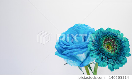 Blue roses and blue gerberas, white background, macro photography, copy space, flower material. Blue roses and blue gerberas, white background, macro photography, copy space, flower material. 140505314