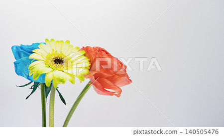 Yellow gerberas, red ranunculus, and blue roses, macro photography, white background, copy space, flower material. 140505476
