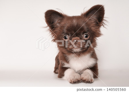 Charming Chocolate Chihuahua with Expressive Eyes and Fluffy Coat Posing on Light Background 140505560