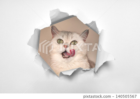 A playful cat peeks through a torn white wall, expressing curiosity and mischief with its tongue sticking out A playful cat peeks through a torn white wall, expressing curiosity and mischief with its tongue sticking out 140505567