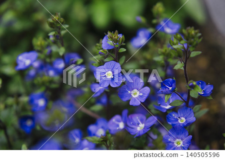 71197 Veronica flower 71197 Veronica flower 140505596