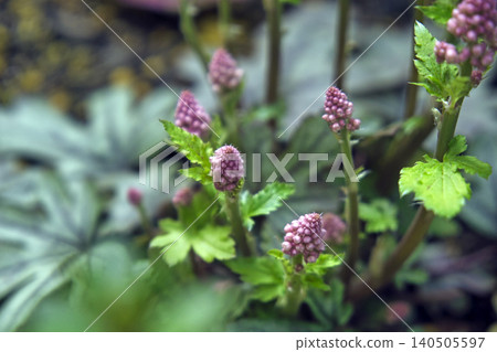 71198 Heuchera flower 71198 Heuchera flower 140505597