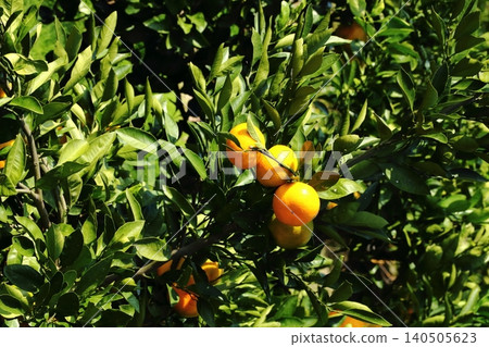 Mikan becoming a tree Mikan becoming a tree 140505623