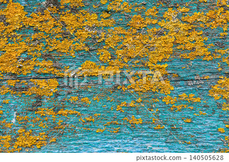 Yellow lichen growth on weathered teal wooden surface prominent natural texture Yellow lichen growth on weathered teal wooden surface prominent natural texture 140505628