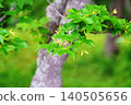 Early summer maple 140505656