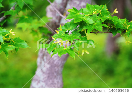 Early summer maple Early summer maple 140505656