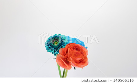 Flower material featuring red ranunculus, blue gerbera, and blue rose. 140506116