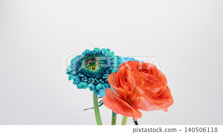Flower material featuring red ranunculus, blue gerbera, and blue rose. Flower material featuring red ranunculus, blue gerbera, and blue rose. 140506118