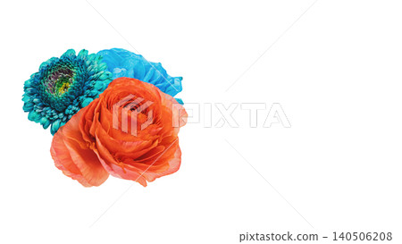 Blue gerbera and red ranunculus flowers, transparent background, macro material. Blue gerbera and red ranunculus flowers, transparent background, macro material. 140506208