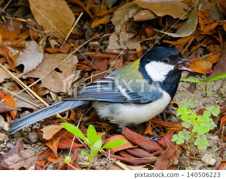 A titmouse predating an insect. A titmouse predating an insect. 140506223