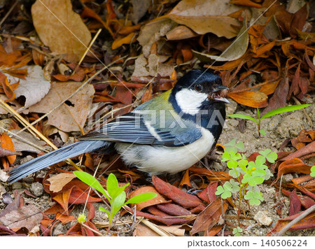 A titmouse predating an insect. A titmouse predating an insect. 140506224