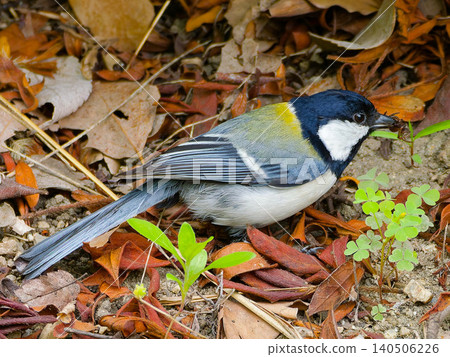 A titmouse predating an insect. A titmouse predating an insect. 140506226