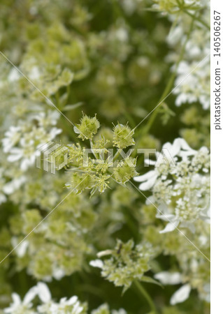 White Laceflower Seed Heads Developing After Bloom White Laceflower Seed Heads Developing After Bloom 140506267