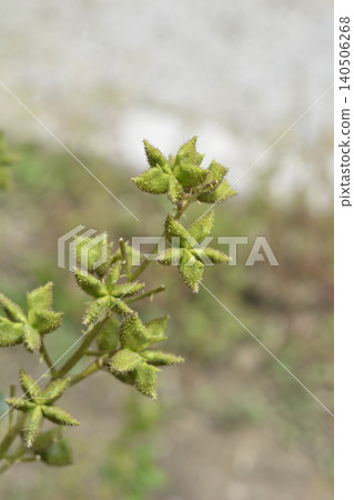 Burning bush seed pods close up Burning bush seed pods close up 140506268