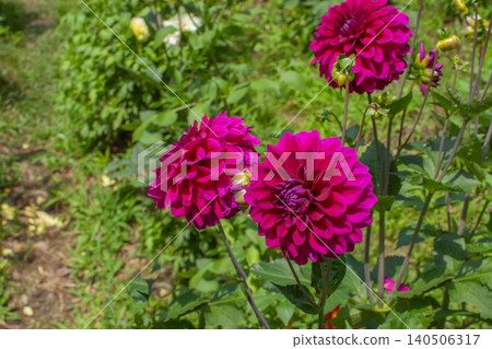Dahlia flowers blooming in a flower field Dahlia flowers blooming in a flower field 140506317