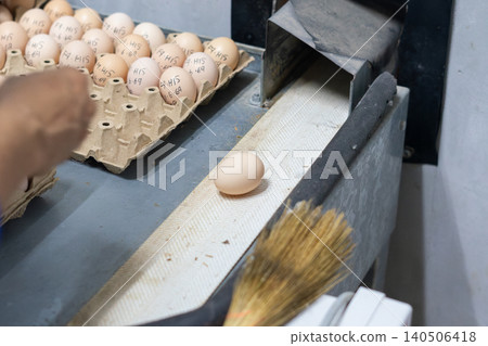 Fresh Chicken Eggs on Conveyor Belt During Sorting and Quality Inspection Fresh Chicken Eggs on Conveyor Belt During Sorting and Quality Inspection 140506418