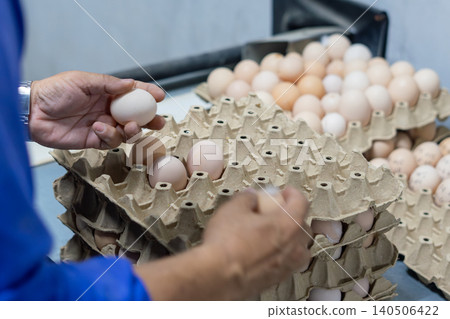 Fresh Chicken Eggs on Conveyor Belt During Sorting and Quality Inspection Fresh Chicken Eggs on Conveyor Belt During Sorting and Quality Inspection 140506422