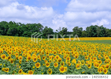 Hokuryu Town, Hokkaido: A vast hillside is dyed golden in sunflowers [July] 140506432