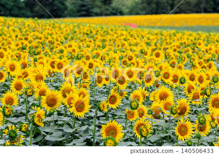 Hokuryu Town, Hokkaido: A vast hillside is dyed golden in sunflowers [July] 140506433