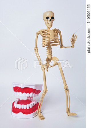 Educational Skeleton Model and Interactive Denture Display for Learning Anatomy and Health Educational Skeleton Model and Interactive Denture Display for Learning Anatomy and Health 140506463