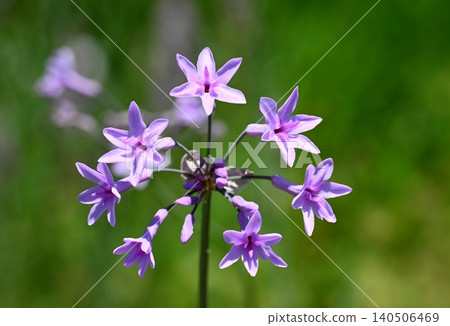 Turbakia 花 Turbakia 花 140506469