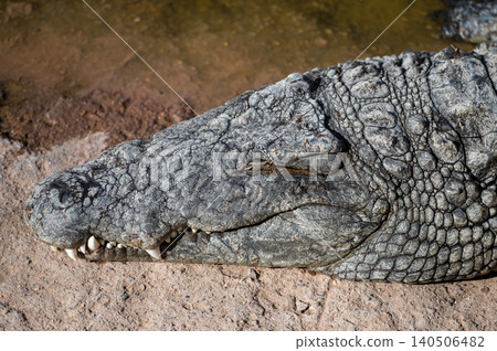 Large crocodile resting near water in Morocco's natural habitat during daylight Large crocodile resting near water in Morocco's natural habitat during daylight 140506482