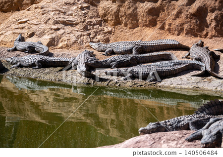 Crocodiles basking in the sun by a water body in Morocco Crocodiles basking in the sun by a water body in Morocco 140506484
