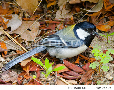 Foraging behavior of a great tit that has caught an insect. Foraging behavior of a great tit that has caught an insect. 140506506