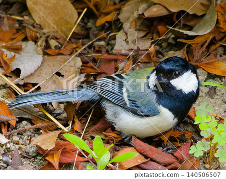 A close-up of a great tit staring at the camera. 140506507