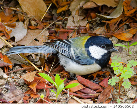 A great tit searches for food on the ground covered with fallen leaves. A great tit searches for food on the ground covered with fallen leaves. 140506508