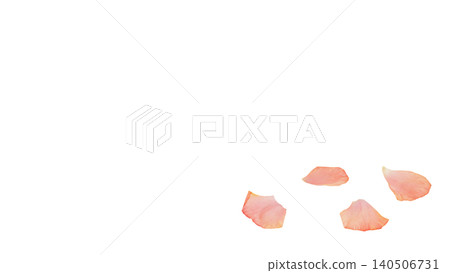 Ranunculus petal set, pink, transparent background, macro material, flower parts. Ranunculus petal set, pink, transparent background, macro material, flower parts. 140506731