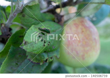 Close-up of unripe apple with green and yellow leaves Close-up of unripe apple with green and yellow leaves 140506739
