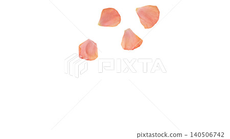 Ranunculus petal set, pink, transparent background, macro material, flower parts. Ranunculus petal set, pink, transparent background, macro material, flower parts. 140506742
