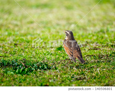 Thrush walking on the ground Thrush walking on the ground 140506801