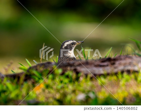 Thrush walking on the ground Thrush walking on the ground 140506802