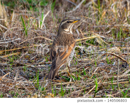 Thrush walking on the ground Thrush walking on the ground 140506803