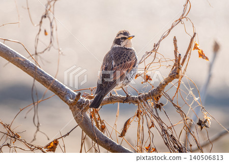 Thrush stuck in a branch Thrush stuck in a branch 140506813