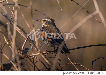 Thrush stuck in a branch Thrush stuck in a branch 140506818