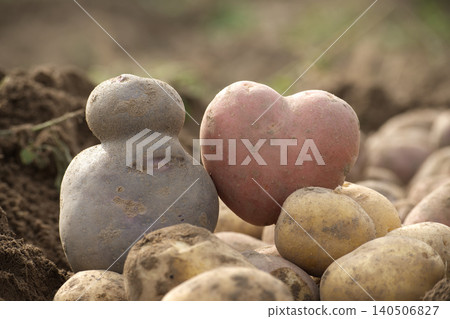 Unique Heart and Snowman Shaped Potatoes on Soil in a Harvest Scene Unique Heart and Snowman Shaped Potatoes on Soil in a Harvest Scene 140506827