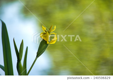 Vibrant yellow flag iris flower blooms beside a tranquil body of water Vibrant yellow flag iris flower blooms beside a tranquil body of water 140506829