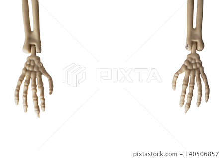 Anatomical Skeleton Hands on White Background Showcasing Bony Structure and Joint Flexibility 140506857