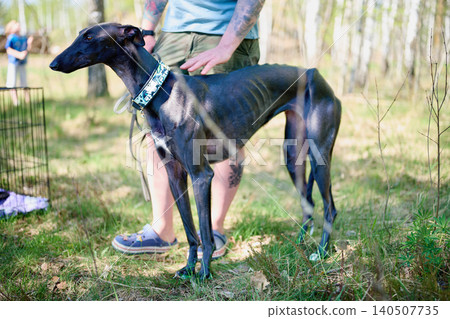 A greyhound stands tall beside its owner in a natural setting. The sun shines through the trees, highlighting the moment together in the outdoors A greyhound stands tall beside its owner in a natural setting. The sun shines through the trees, highlighting the moment together in the outdoors 140507735