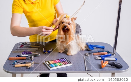 Professional cares for a dog in a specialized salon. Groomers holding tools at the hands. 140508010
